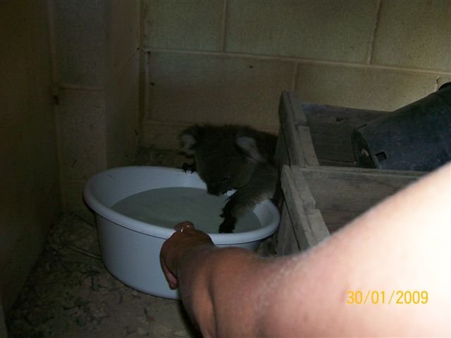 Koalas en busca de agua 004